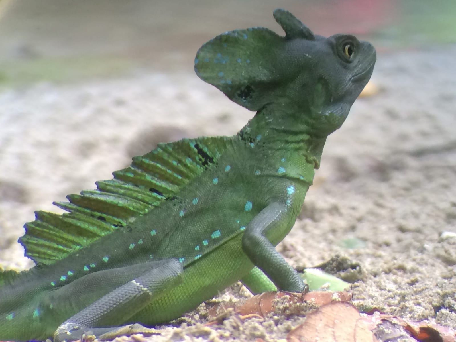 Face to face with amazing wildlife in Costa Rica’s jungle