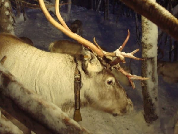 Finland Lapland : Levi the Winter Wonderland: photo 3