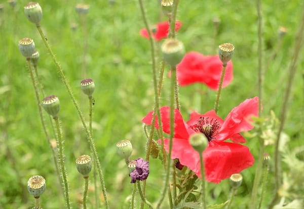 Sikkim : Breathtaking sights, Trekking and Flowers: photo 2