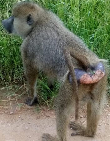 Amboseli Bound, Kajiado County, Kenya: photo 15