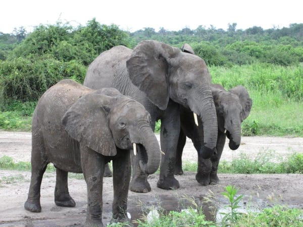 Magical things to do in Victoria Falls: photo 4
