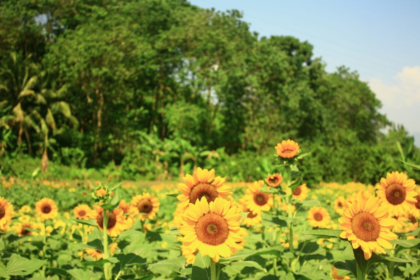 The First Agri-Tourism Park in Tupi, South Cotabato, Philippines