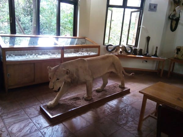 An Afternoon at the Nairobi Safari Walk.: photo 5
