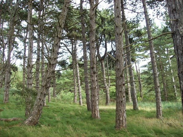 The North Norfolk Coast: A Great Place for a Getaway: photo 3