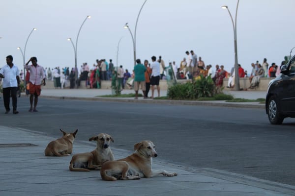 A weekend getaway to the unassuming & unpretentious, Pondicherry!: photo 6