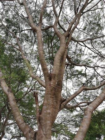 Baguio: What to see and do all-year round: photo 5