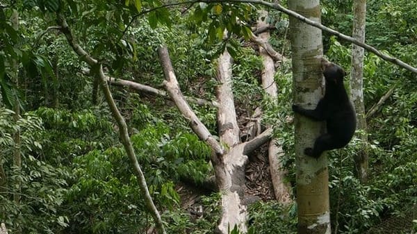 Malaysian Borneo: Amidst Nature: photo 6