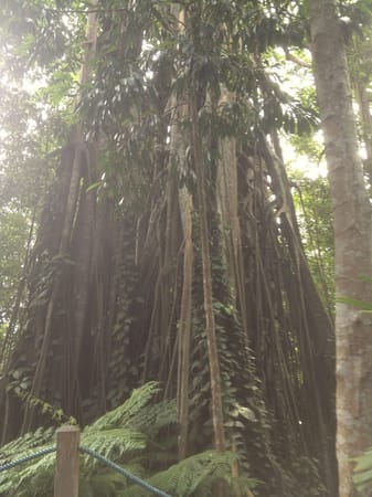 Singapore on a budget: photo 3