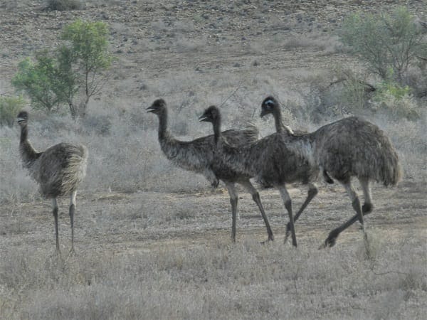 Flinders Ranges: Ancient earth and fascinating wildlife: photo 15
