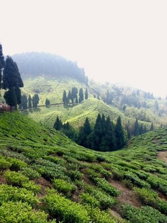 Darjeeling- the queen of Hills: photo 2