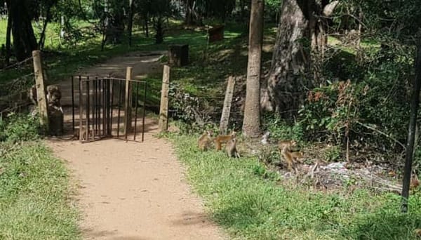 Temples, stupa’s, Bodhi tree and accommodation in Anuradhapura: photo 5