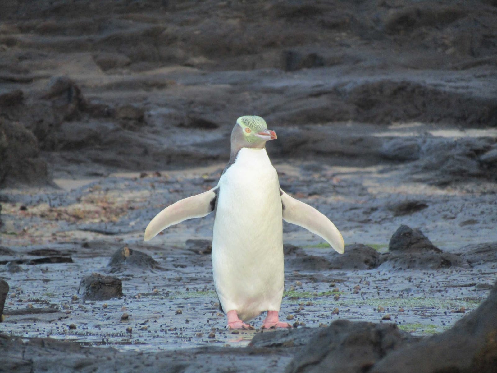 Natural wonders in the Catlins region