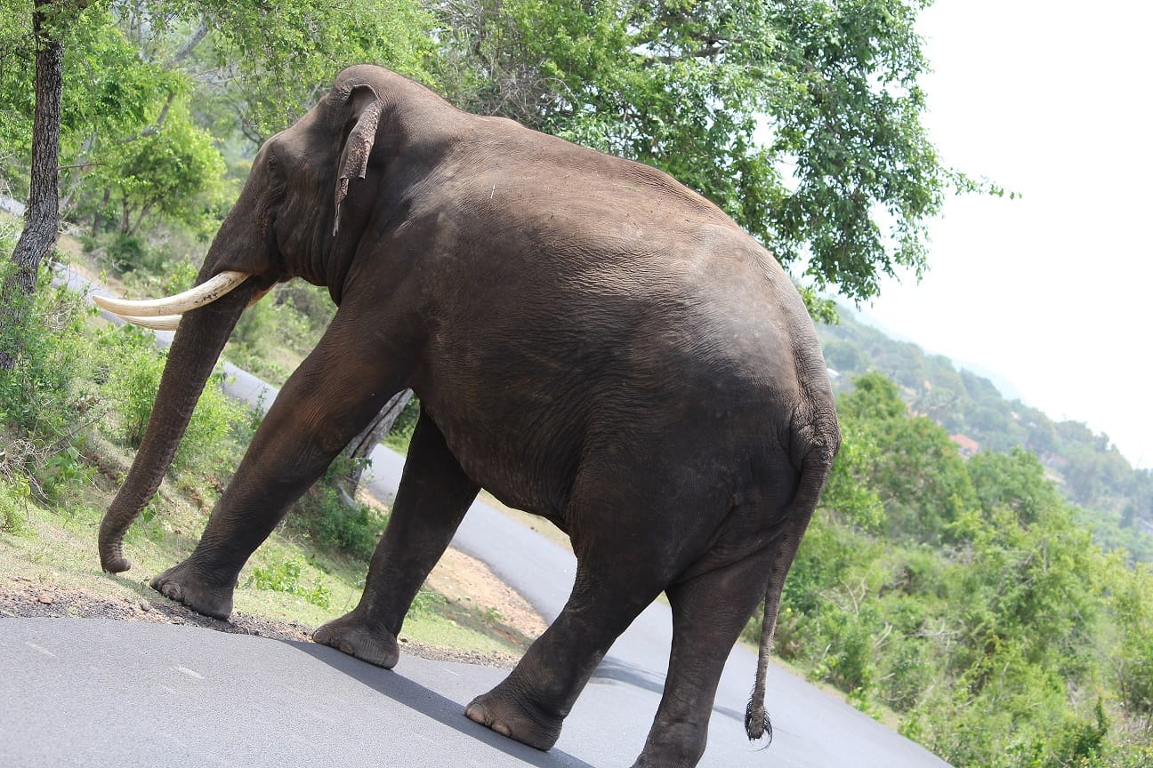 MASINAGUDI-BANDHIPUR.....THE LAND OF RAVING WILDLIFE
