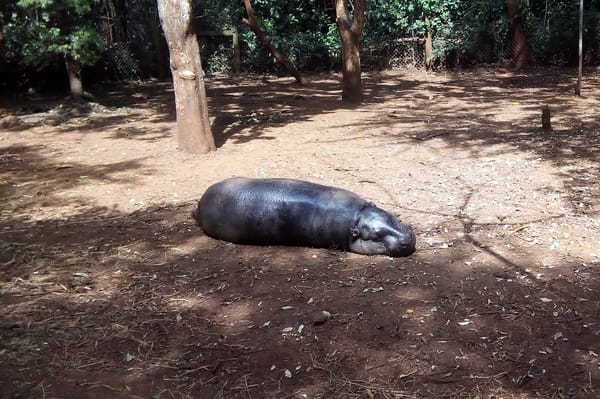 An Afternoon at the Nairobi Safari Walk.: photo 9
