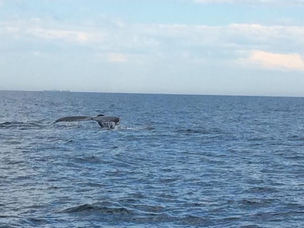 Top things to do on the Sunshine Coast for the Thrill Seeker: photo 10