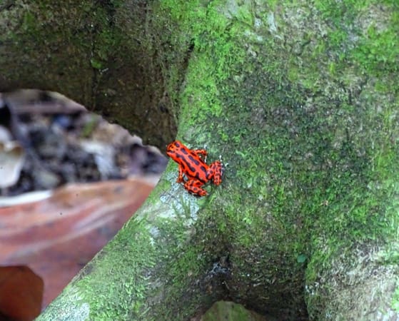 Bocas Del Toro, Panama... A little Slice of Paradise: photo 6
