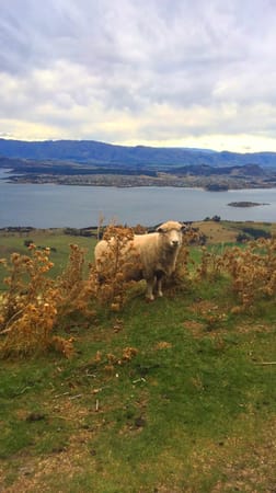 Wanaka Oh Wanaka: photo 1