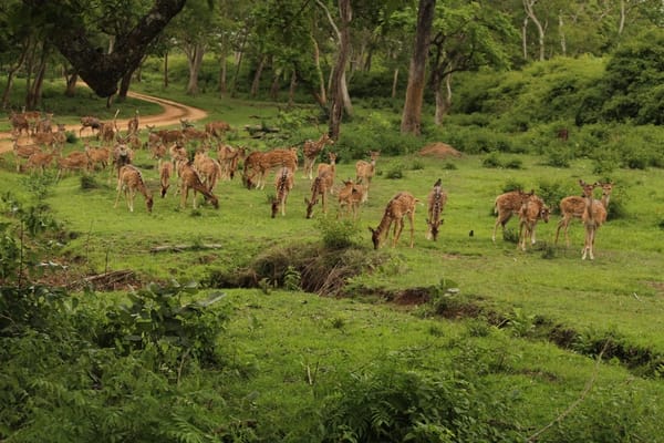 MASINAGUDI-BANDHIPUR.....THE LAND OF RAVING WILDLIFE: photo 2