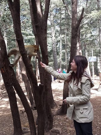 Road trip to Ifrane, the Moroccan Switzerland: photo 7