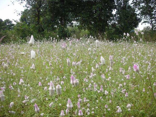 BELGAUM, INDIA - Lose yourself here to find yourself: photo 6