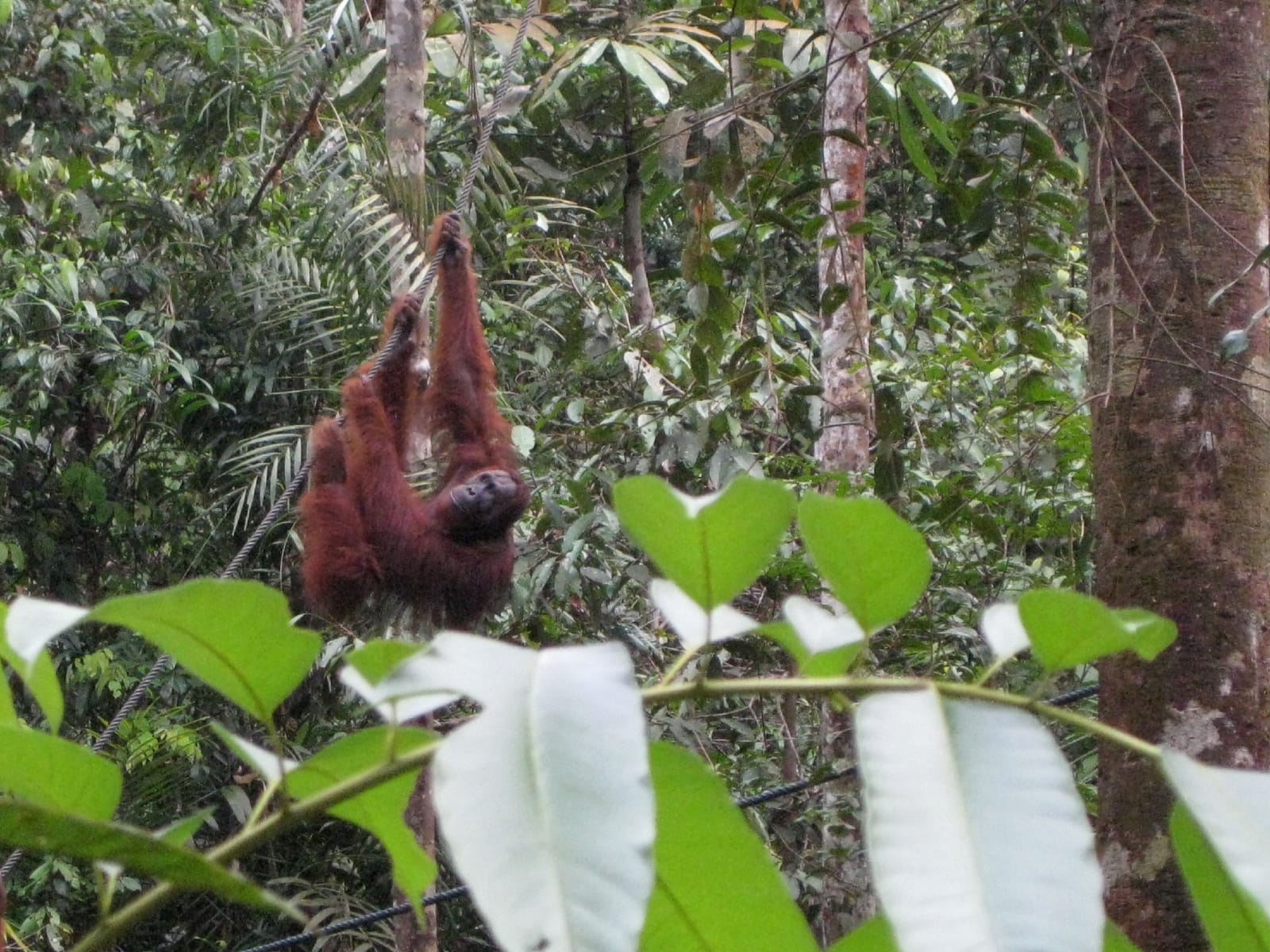 Meet the Orang-Utans in Kuching