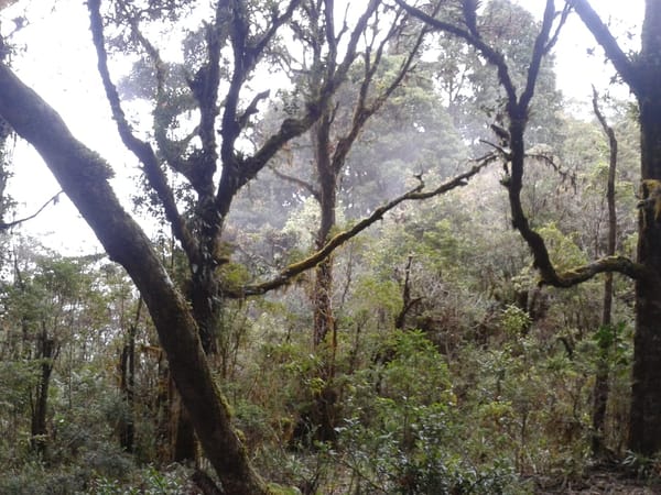 Heaven in heights: Cerro De La Muerte (Costa Rica): photo 6