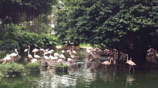 The Charms of Kowloon Park in Hong Kong: photo 6