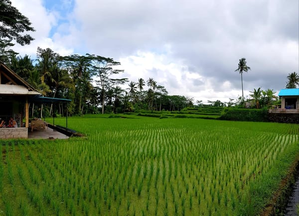 Things to do in Ubud, Bali, Indonesia: photo 5