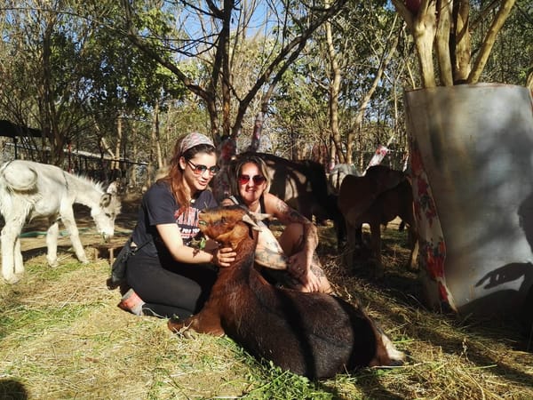 The best place for animal lovers in Udaipur: Animal Aid Unlimited: photo 2