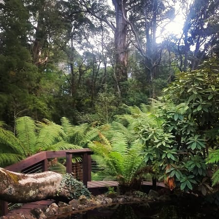 A Day in the Dandenong Ranges: photo 3