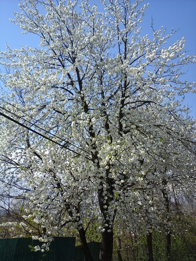 Picking Cherries and Baking Pies in Rural Romania