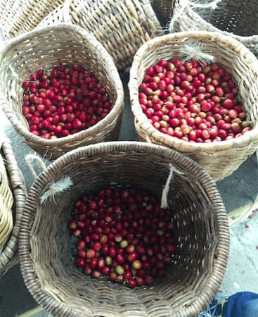 Salento and the Coffee Region of Colombia: photo 8