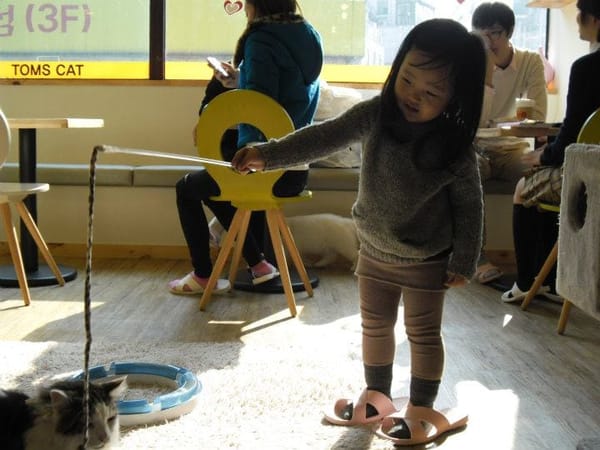 South Korea : Cats and Green Tea: photo 5