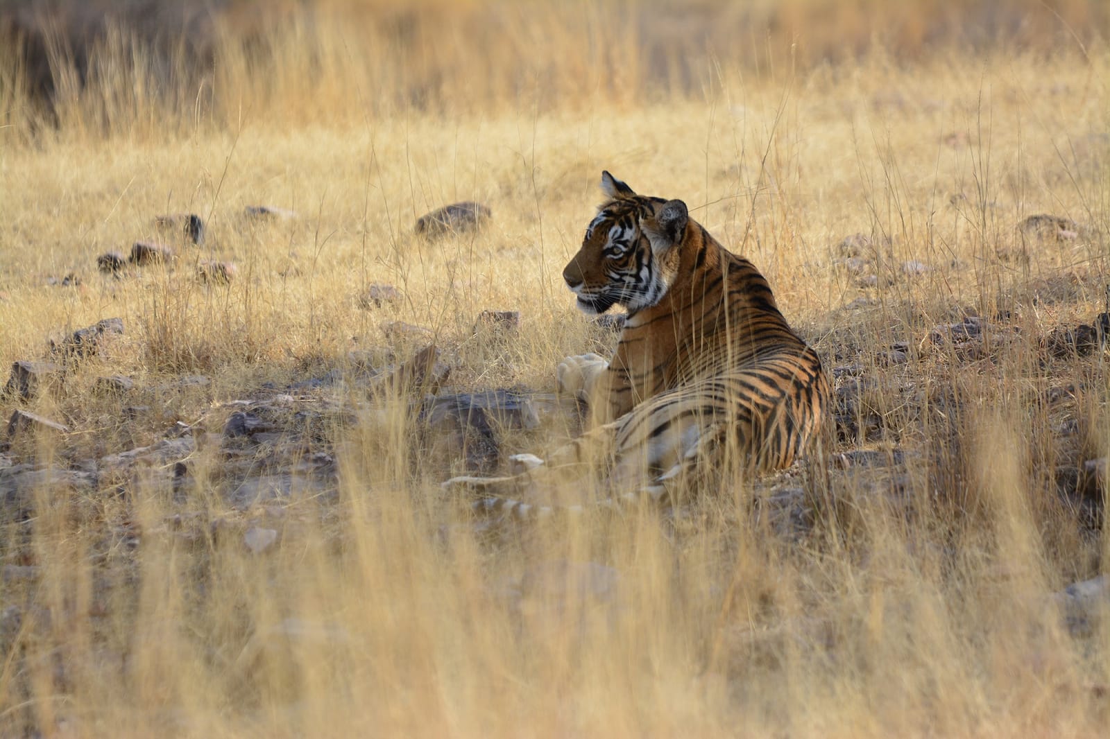 Safari experience at Ranthambore
