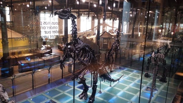 Brussels, Belgium : A story of waffles and fossils: photo 8