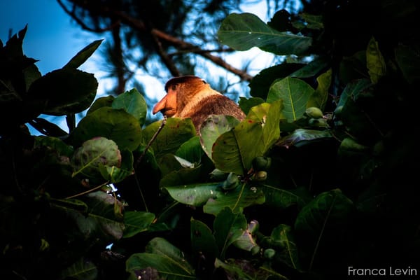 Bako National Park: the complete guide: photo 5