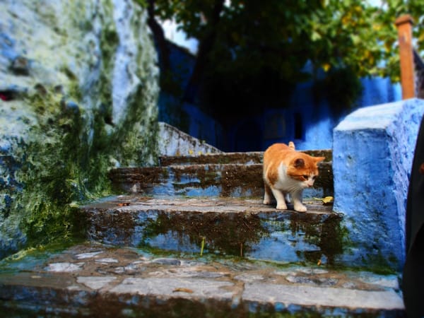 Chefchaouen - The Blue Pearl of Morocco: photo 2