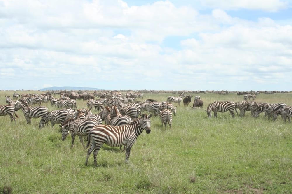 East Africa Safari Guide: Tanzania and Kenya