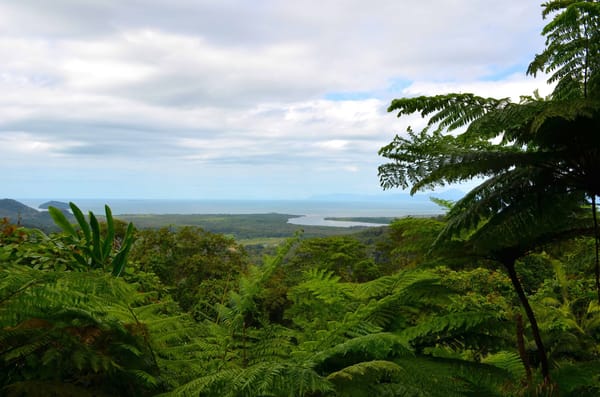 Australia: from Cairns to Cape Tribulation in just one day: photo 6