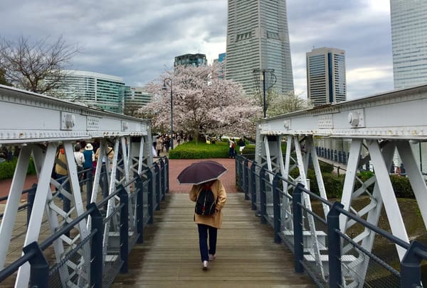 Cherry Blossom and Japanese Culture: photo 2