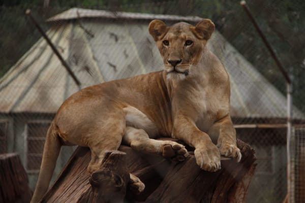 Nairobi:  A concrete jungle with a wild side to experience: photo 4