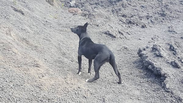 Pacaya: Adventures on an active Volcano in Guatemala: photo 2
