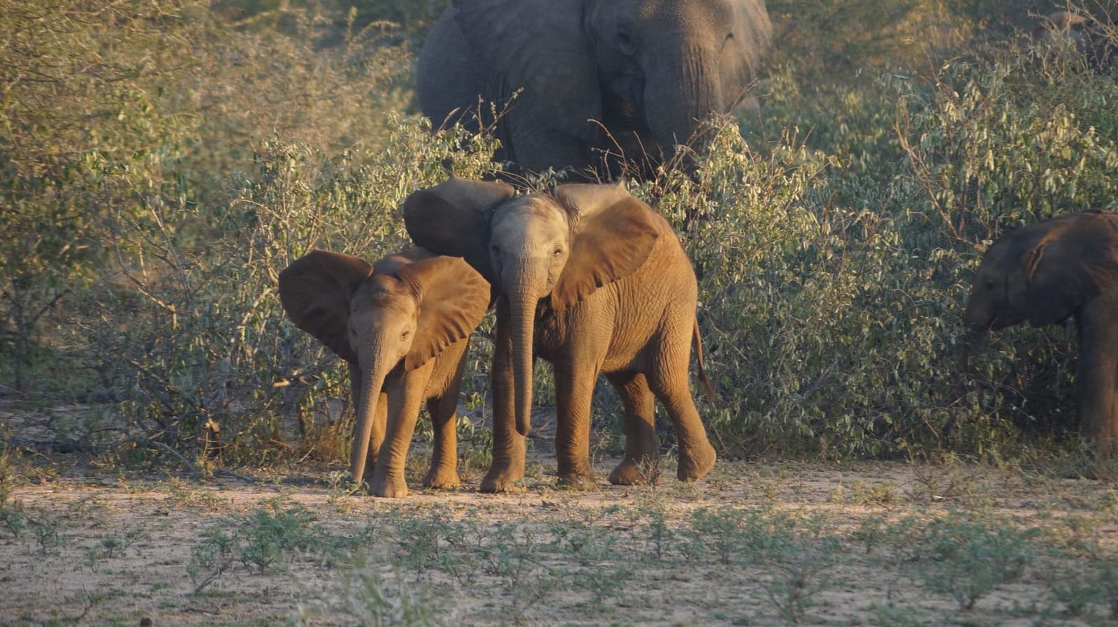 Explore the best of South Africa - Kruger National Park