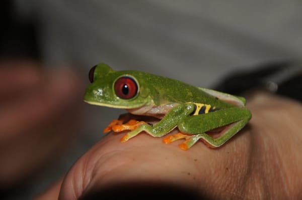 Face to face with amazing wildlife in Costa Rica’s jungle: photo 1