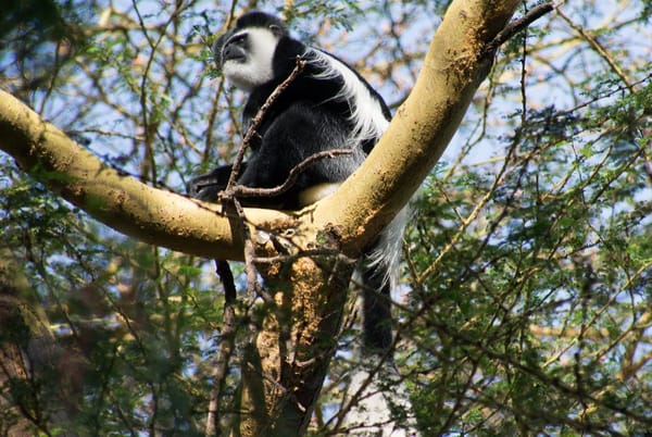 Lake Naivasha: The hippopotamus paradise: photo 3