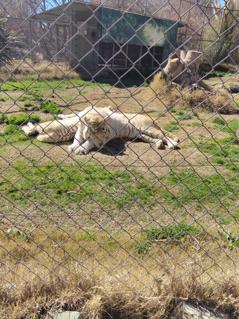 What to do and how to get to Parque Safari in Chile on your own