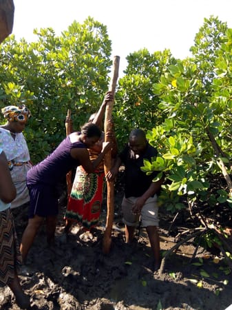 Staying safe on a mangrove site visit in Junda.: photo 2