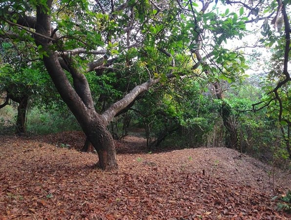 Tepoztlan, Mexico: nature, spirituality and blue corn: photo 1