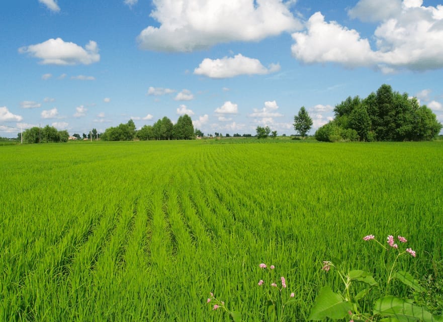 Yunlin, a place full of greens in Taiwan
