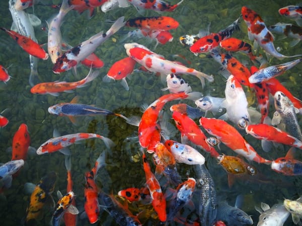 Things to do in Sharjah: photo 2